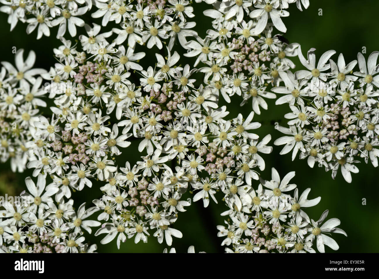 A hogweed, Heracleum sphondylium, flower showing an intricate pattern of white florets, Berkshire, June Stock Photo
