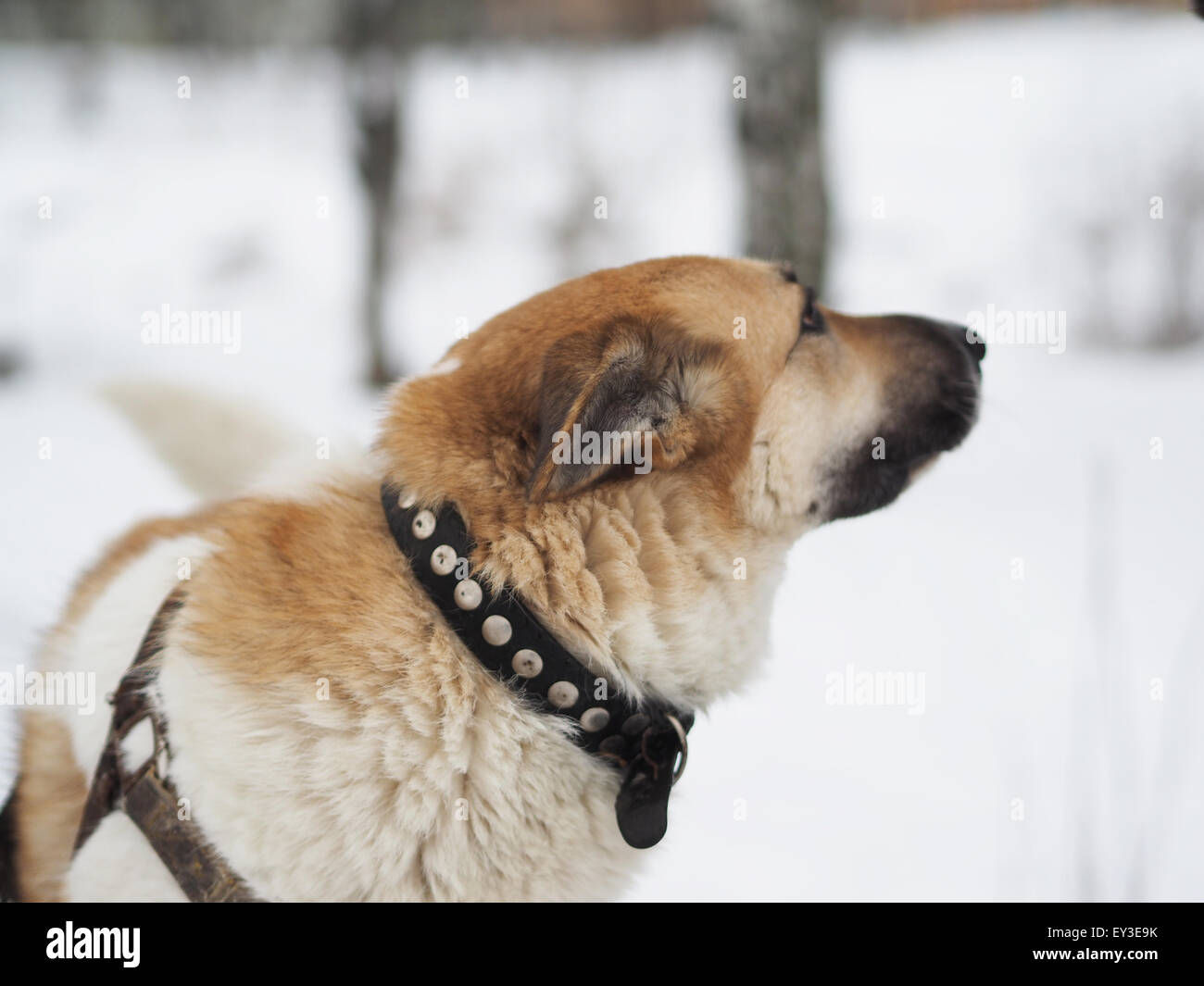 dog on snow Stock Photo