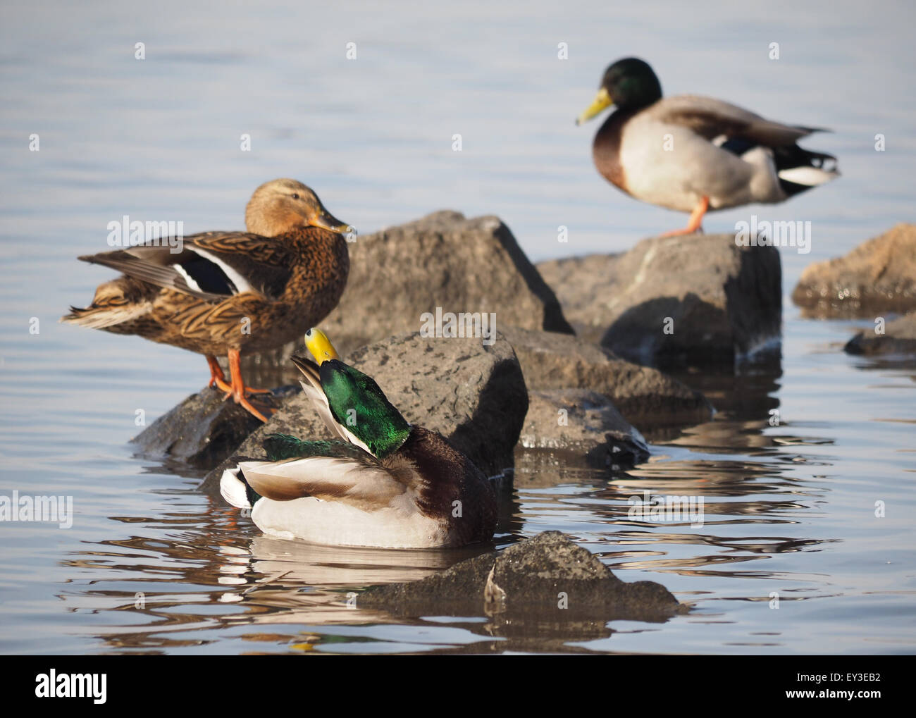 Lake Riding Duck duck on the lake Stock Photo - Alamy