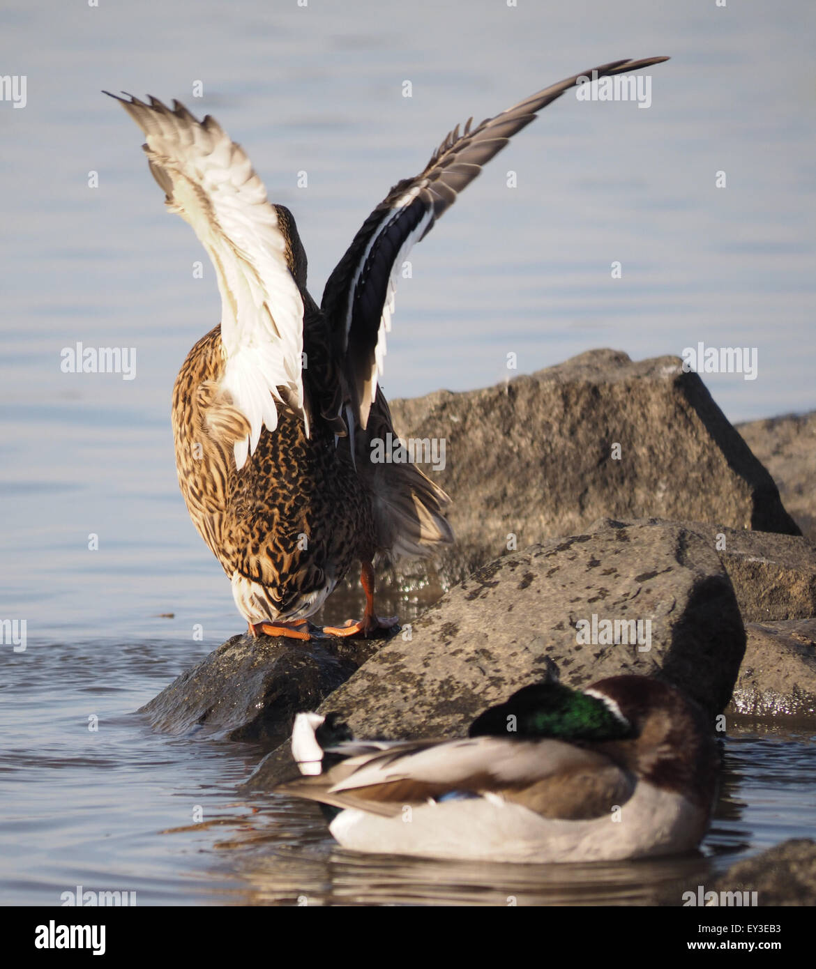 Lake Riding Duck duck on the lake Stock Photo - Alamy
