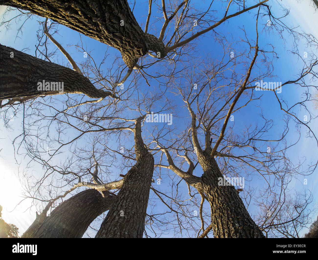 Crown Tree Examples Rays sun through trees crown hi-res stock photography and images - Alamy