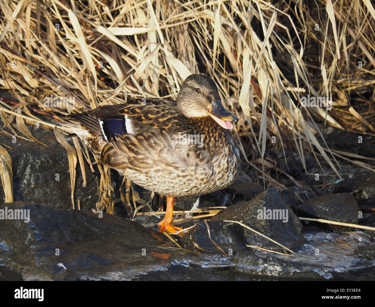 Lake Rash Duck duck on the lake Stock Photo - Alamy
