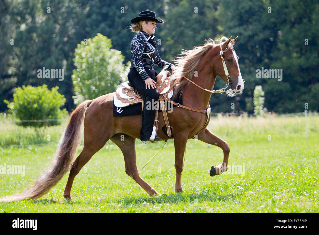 Tennessee Walking Horse. Rider Denise Bader Keyser performing the Walk on a chestnut mare. Germany Stock Photo