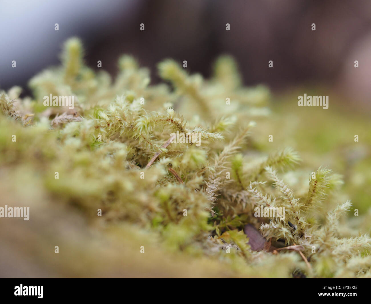 mosses and lichens on tree Stock Photo - Alamy