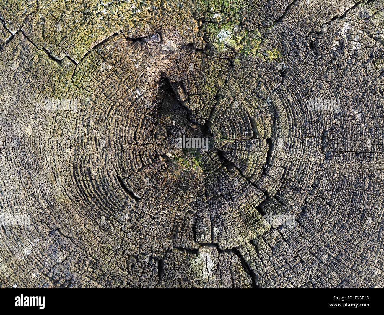 old cut tree Stock Photo - Alamy