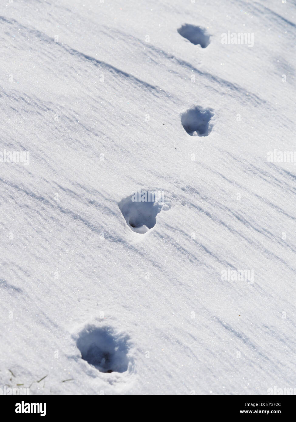 dog footprints in the snow Stock Photo Alamy