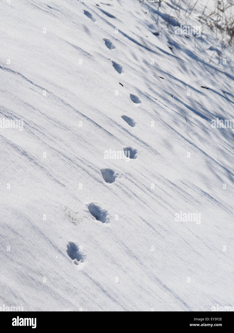 dog footprints in the snow Stock Photo Alamy