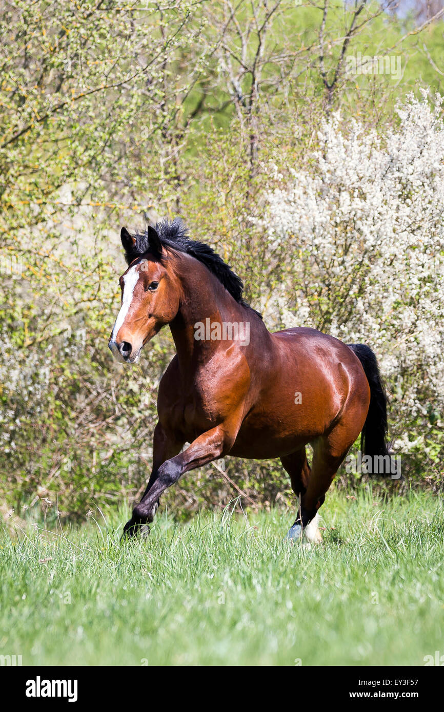 British Warmblood. Bay gelding galloping in a flowering orchard