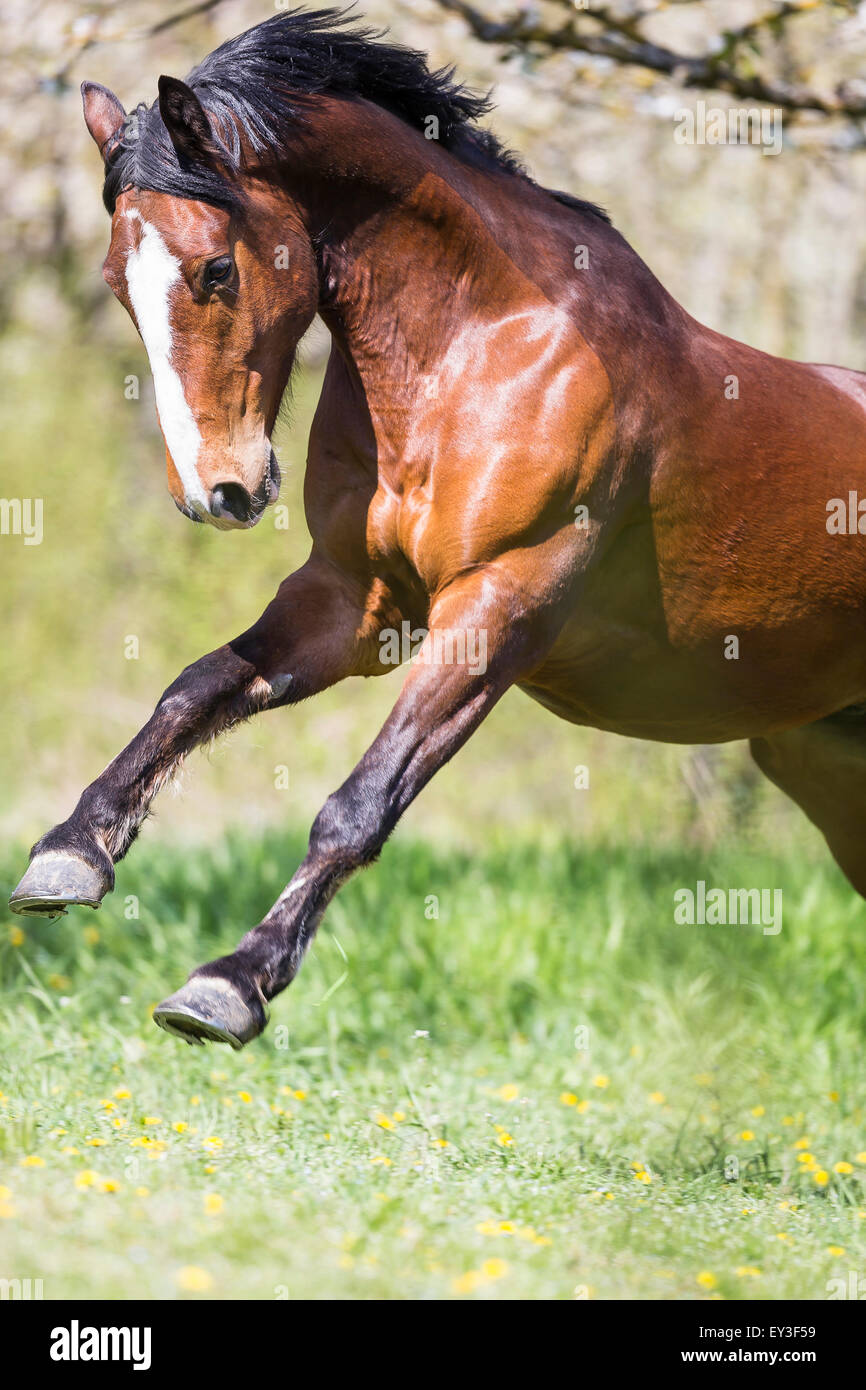 British Warmblood. Bay gelding leaping in a flowering orchard. Germany