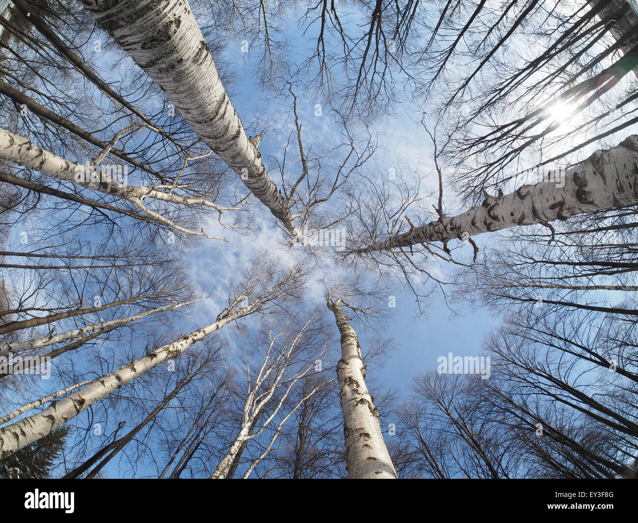 crown of trees in winter Stock Photo - Alamy