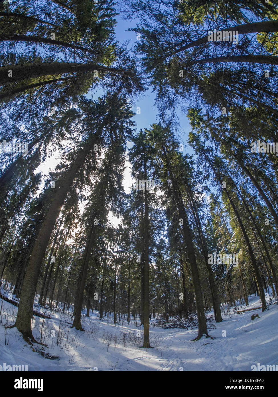 spruce forest in winter Stock Photo - Alamy