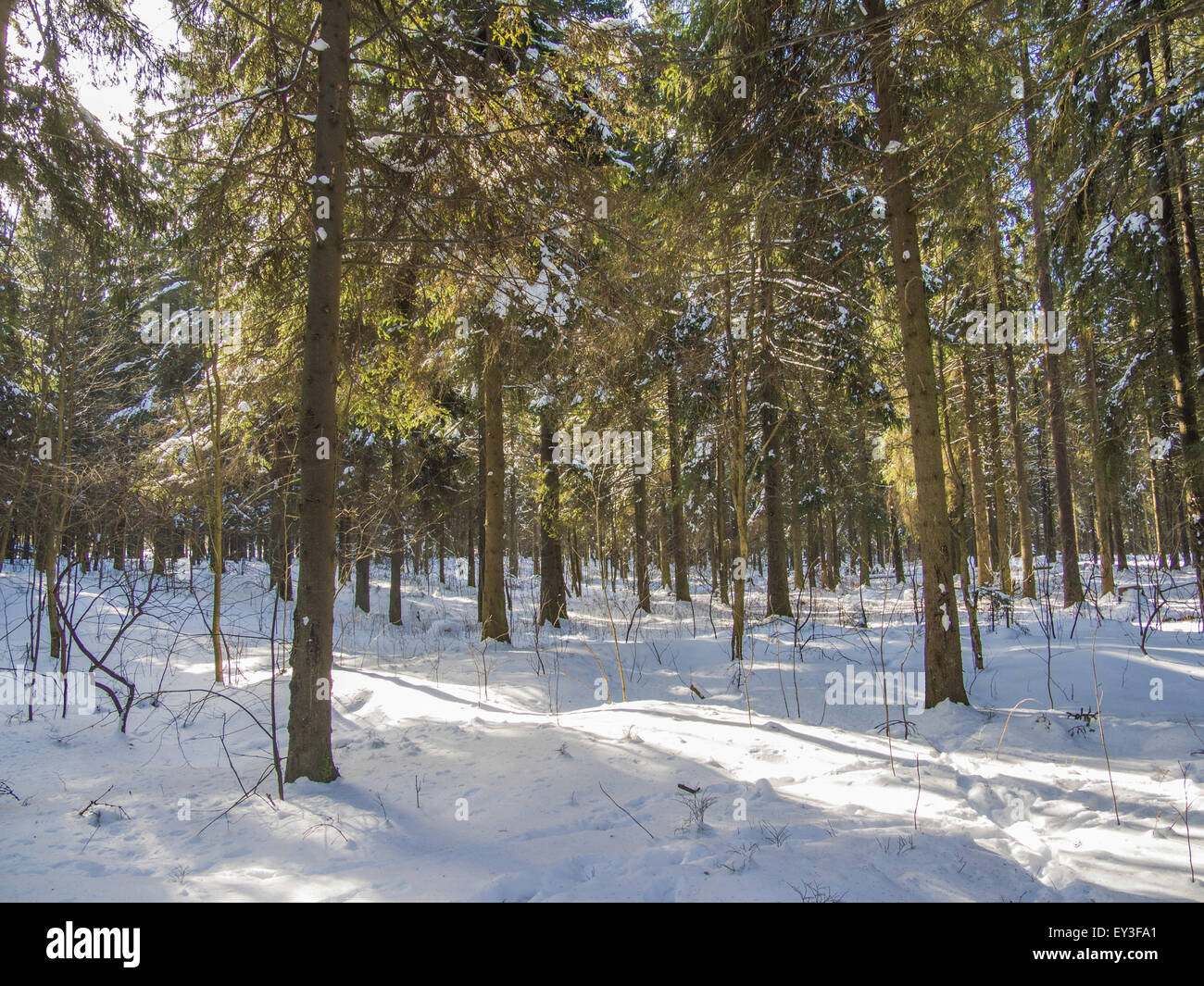 spruce forest in winter Stock Photo - Alamy
