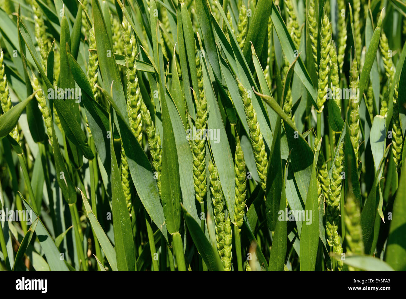 Winter wheat crop in unripe green flowering ear stage 60, Berkshire, UK, June Stock Photo