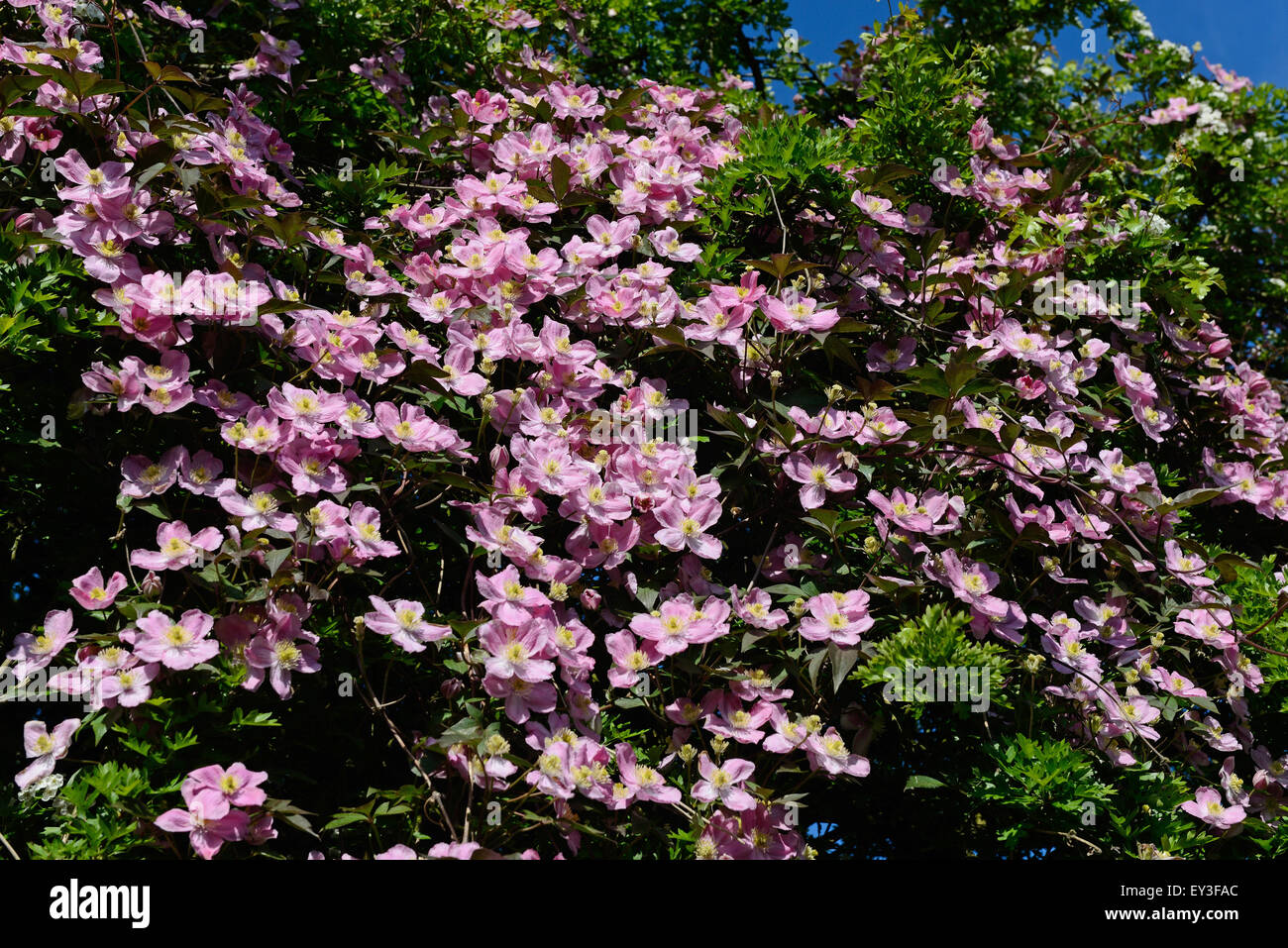 Ornamental climber Clematis montana climbing through a large hawthorn tree now draped in pink flowers, Berkshire, May Stock Photo