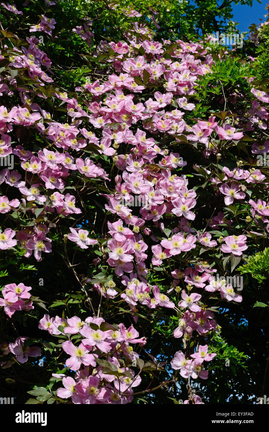 Ornamental climber Clematis montana climbing through a large hawthorn tree now draped in pink flowers, Berkshire, May Stock Photo