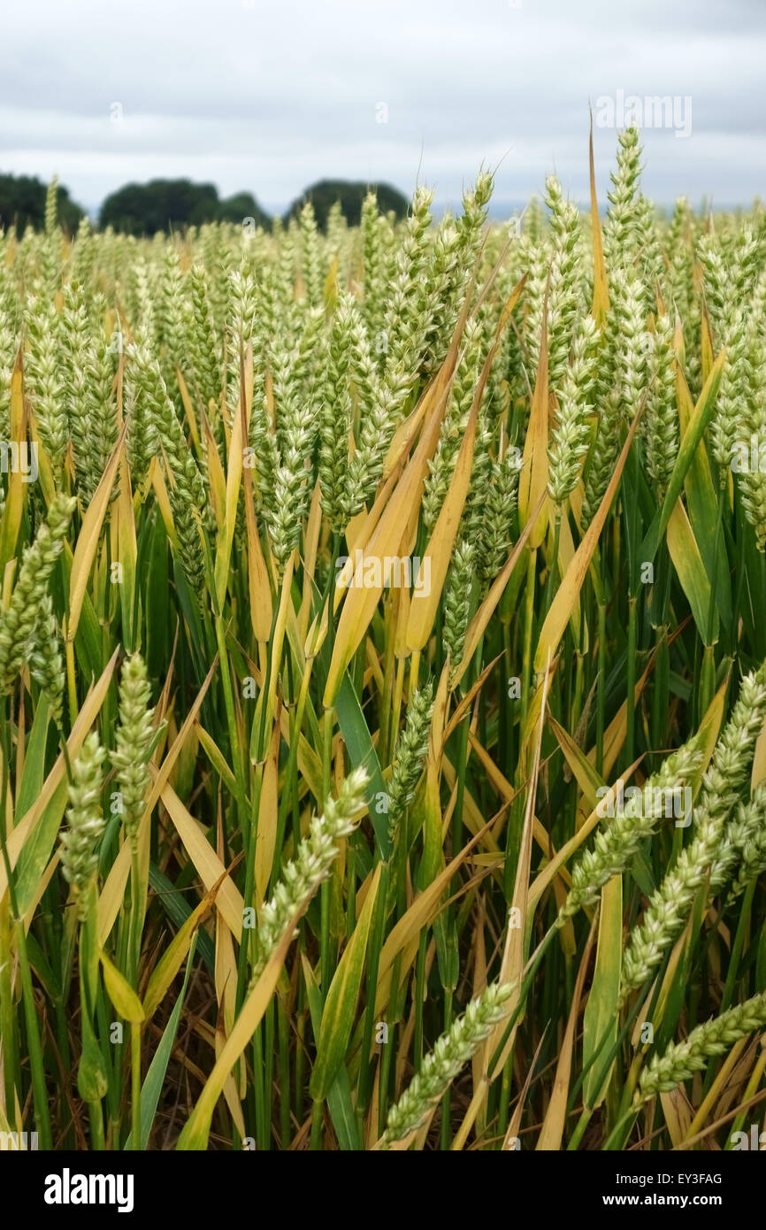 Mature senescing crop of winter wheat in ear, Berkshire, July Stock Photo