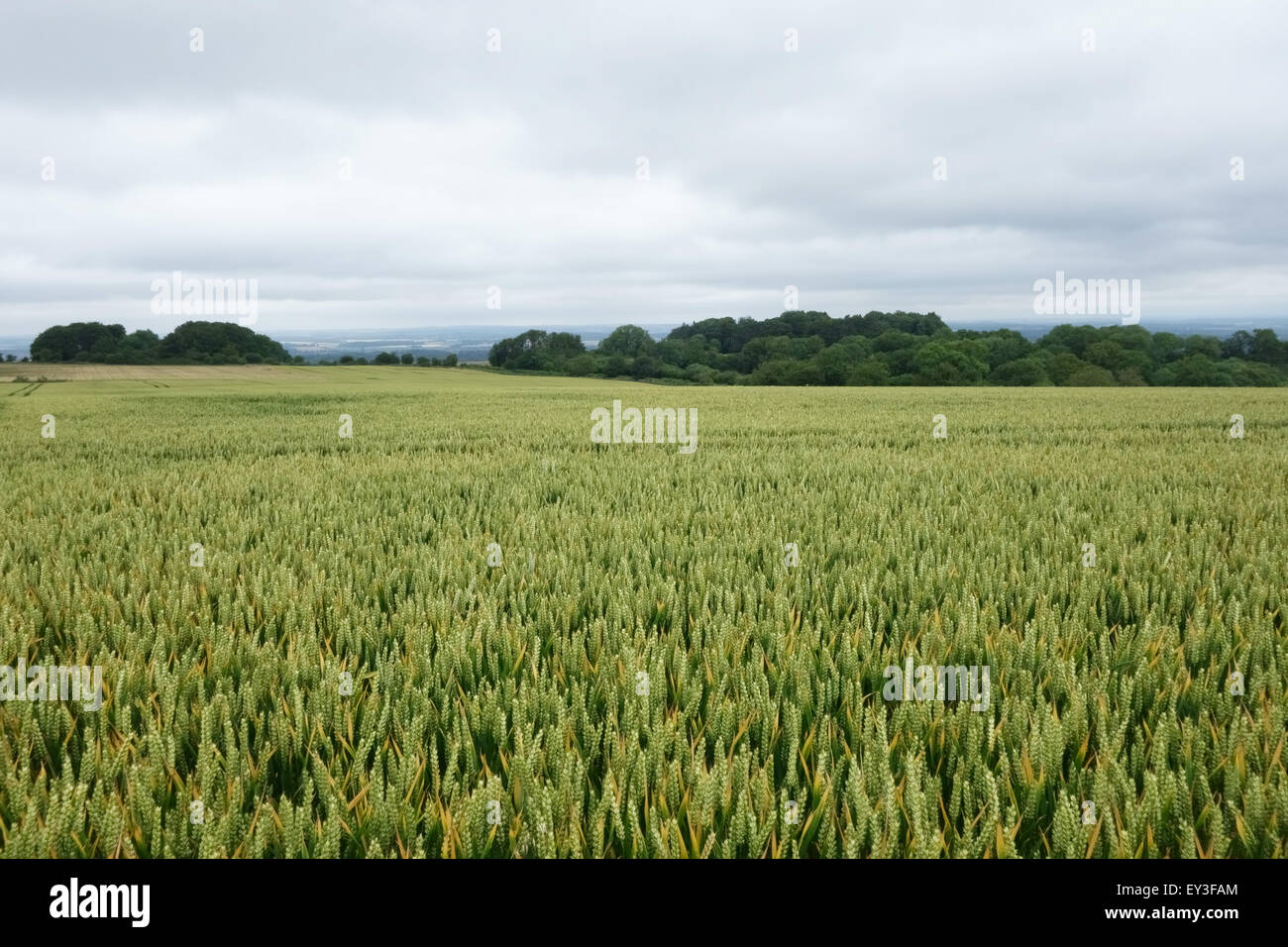 Maturing senescing crop of winter wheat in unripe ear, Berkshire, July Stock Photo