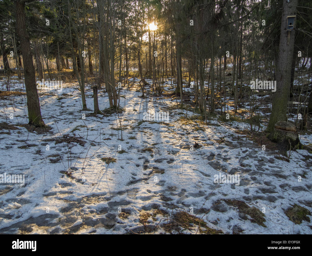spruce forest in winter Stock Photo - Alamy