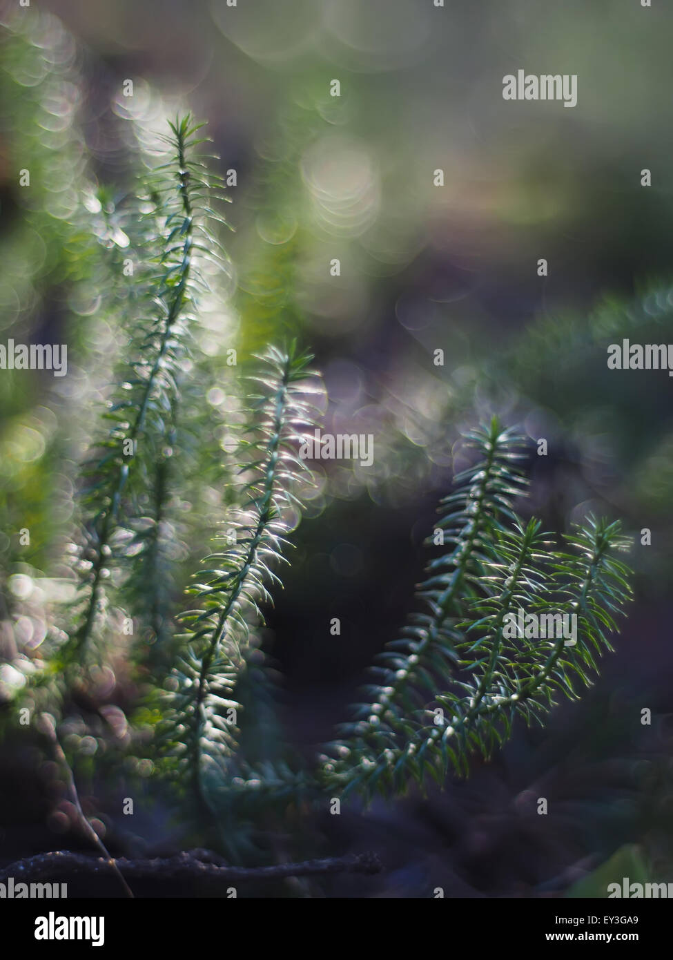 Lycopod hi-res stock photography and images - Alamy