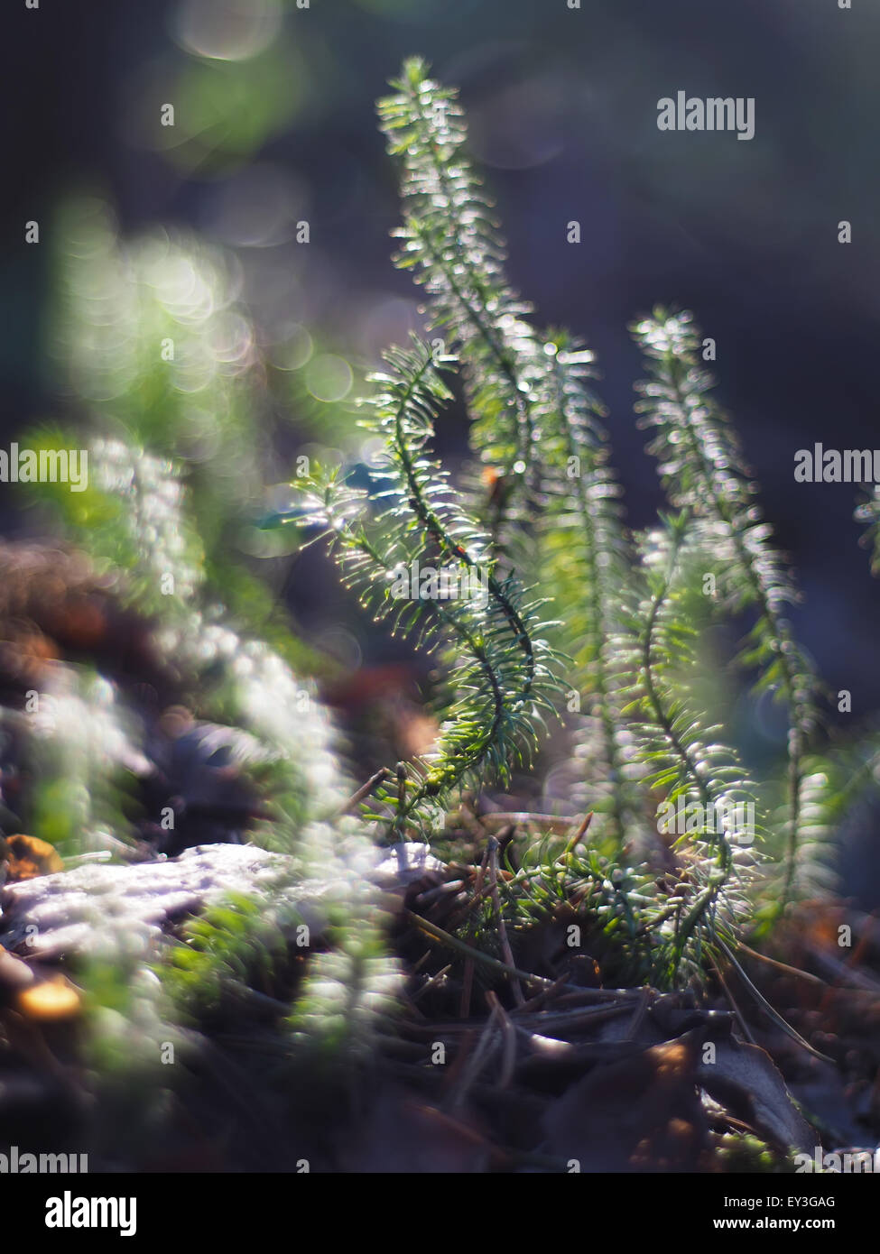 Lycopod hi-res stock photography and images - Alamy