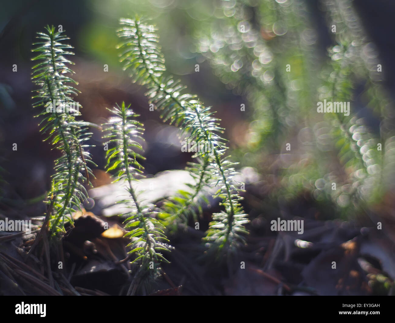Lycopod hi-res stock photography and images - Alamy