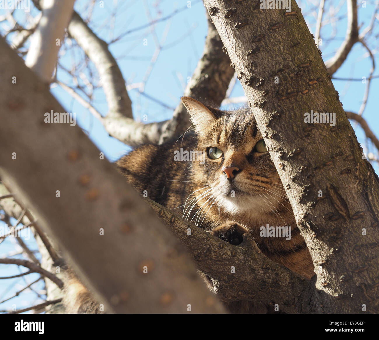 cat in a tree Stock Photo Alamy
