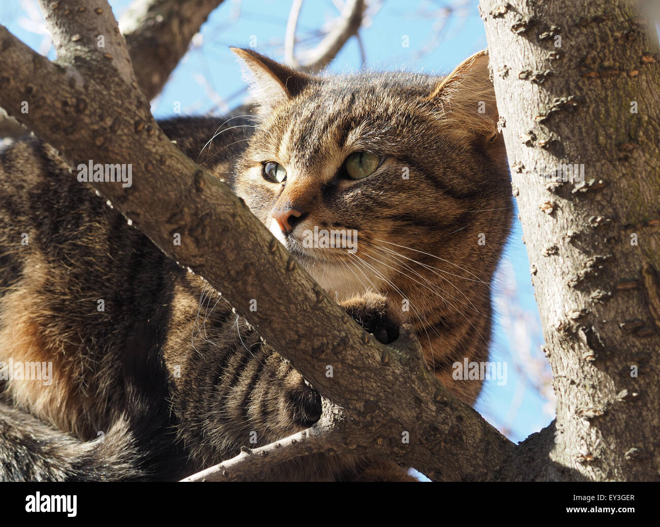 cat in a tree Stock Photo Alamy