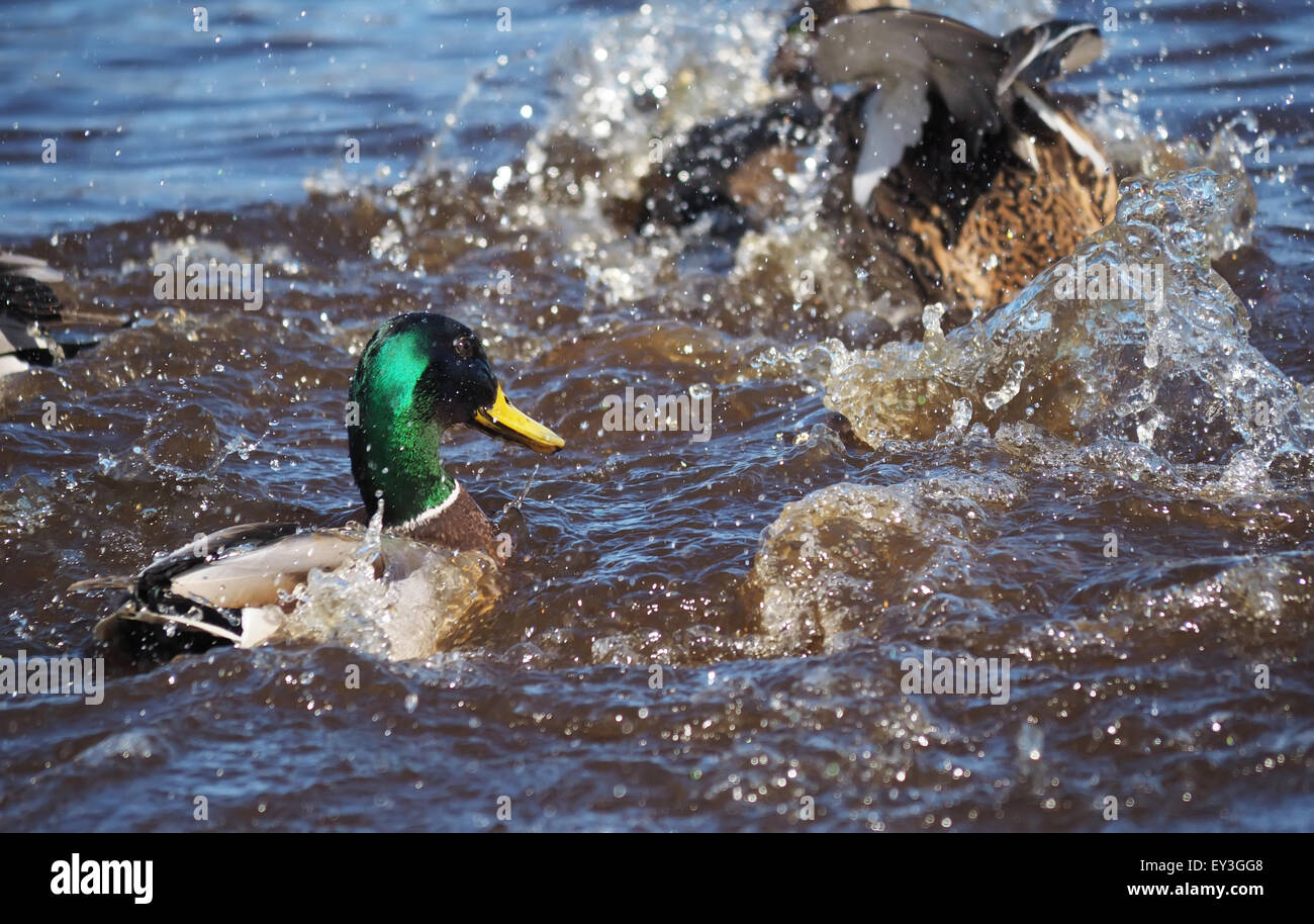 Lake Riding Duck duck on the lake Stock Photo - Alamy