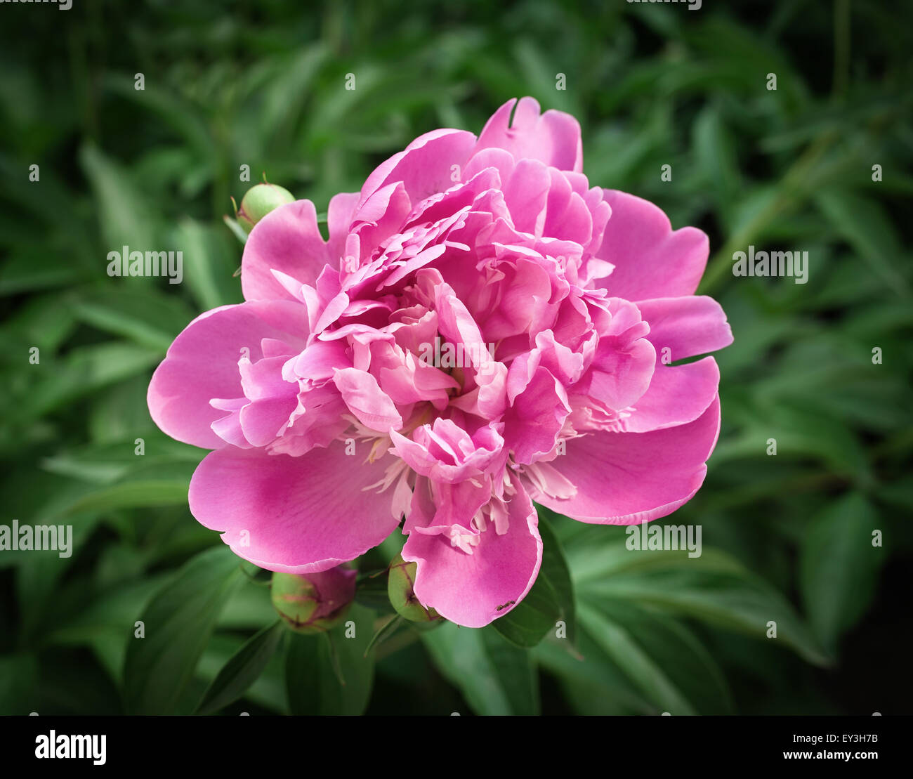 the peony pink flower leaves summer garden Stock Photo - Alamy