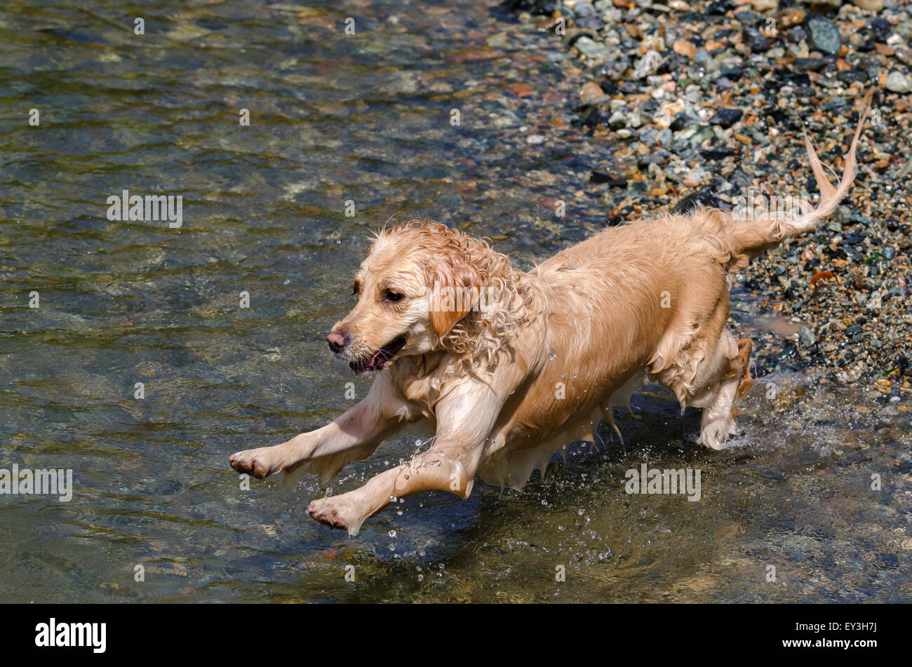 golden retriever running in the lake Stock Photo - Alamy