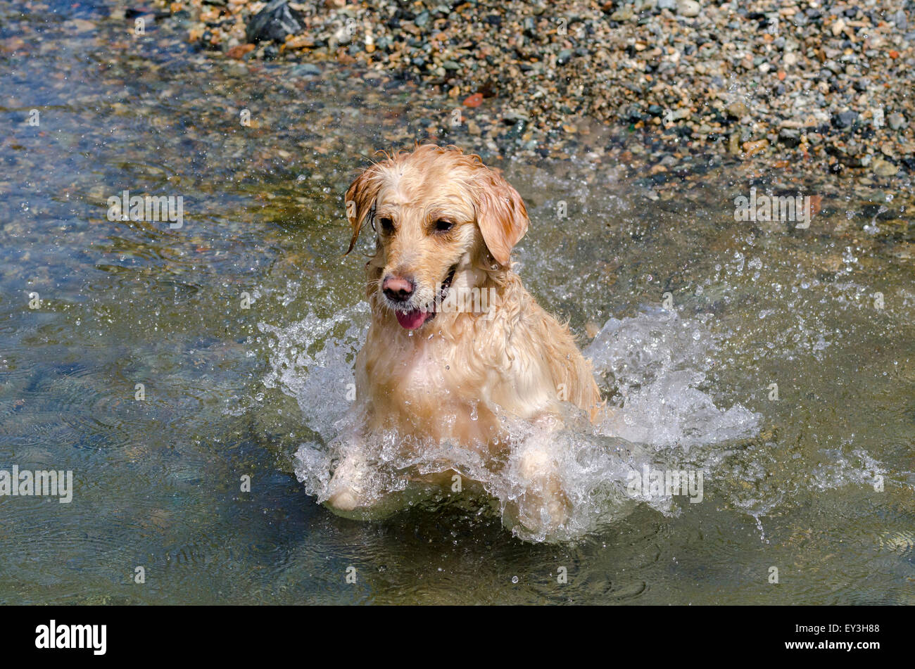 golden retriever running in the lake Stock Photo - Alamy