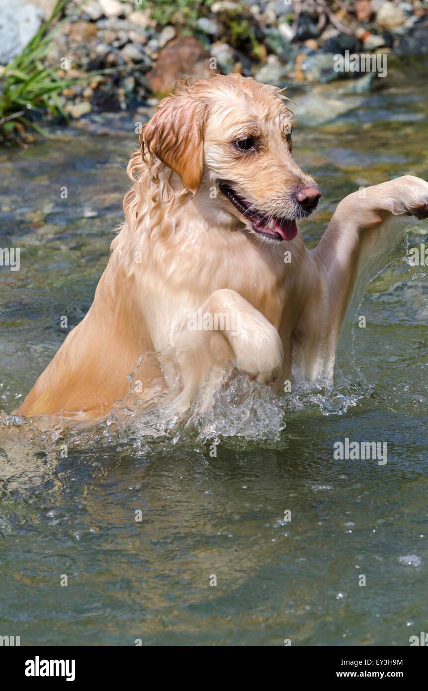 Golden retriever lake hi-res stock photography and images - Alamy