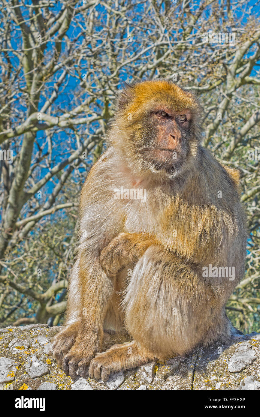 Barbary Apes (Macaca sylvanus) Upper Rock, Gibraltar Stock Photo