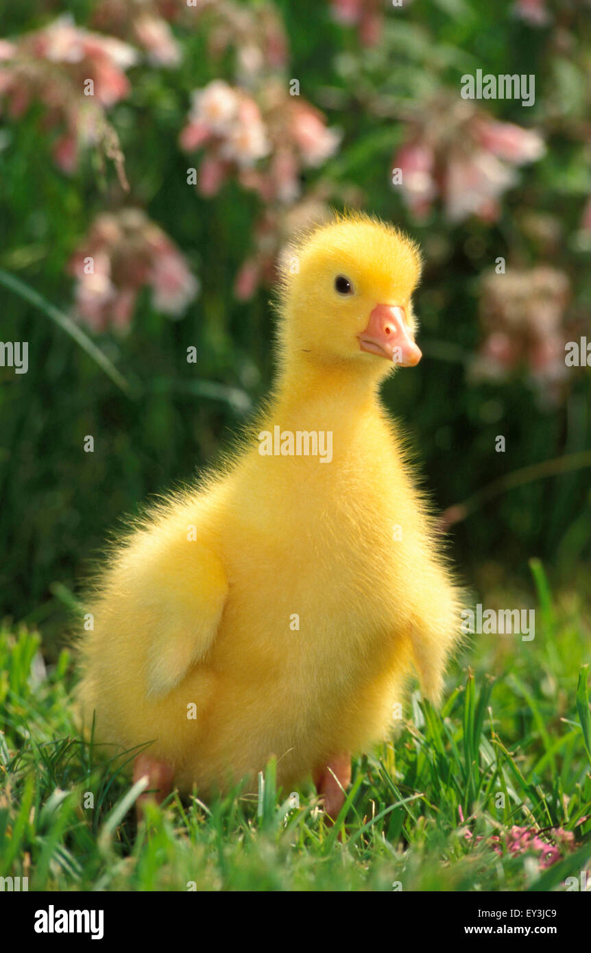 Domestic Goose. Gosling standing in grass. Germany Stock Photo