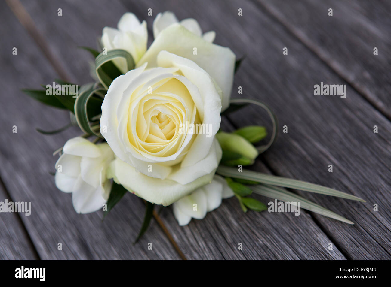 A boutonniere, button hole flower, a cream rose. Stock Photo