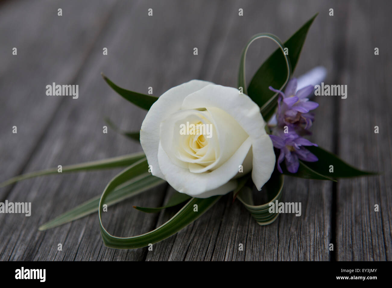 A boutonniere, button hole flower, white rose. Stock Photo