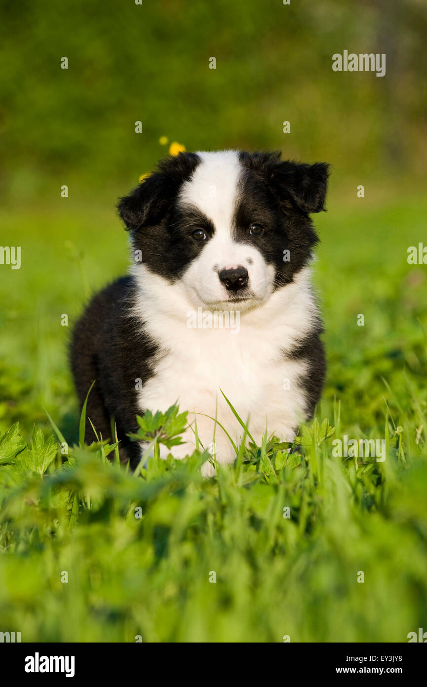 Border Collie Puppy Standing In A Meadow Germany Stock Photo Alamy