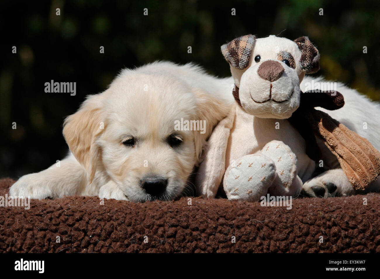 Golden Retriever. Puppy Tom (8 weeks old) lying next to a toy dog. Germany Stock Photo