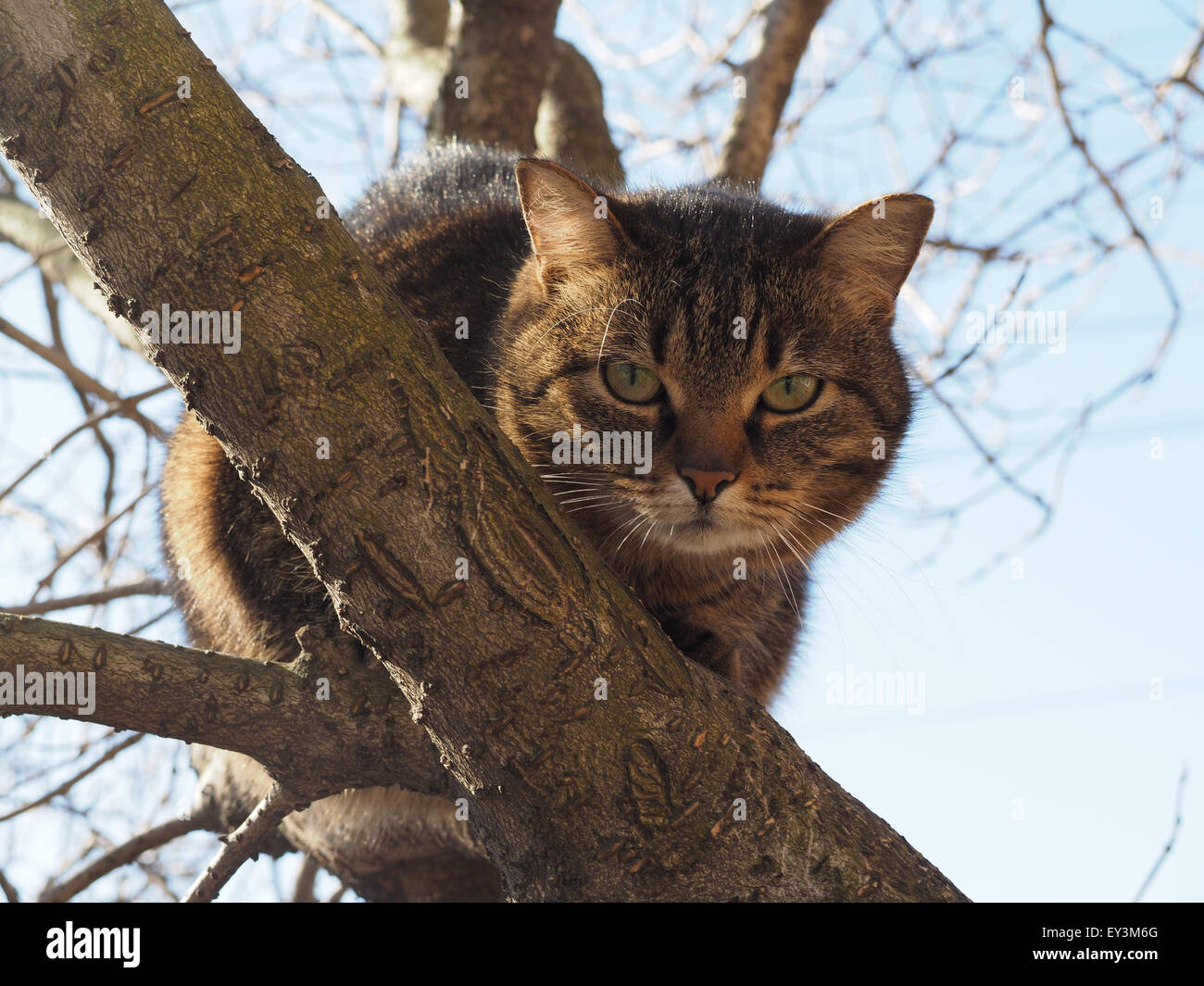 cat in a tree Stock Photo Alamy