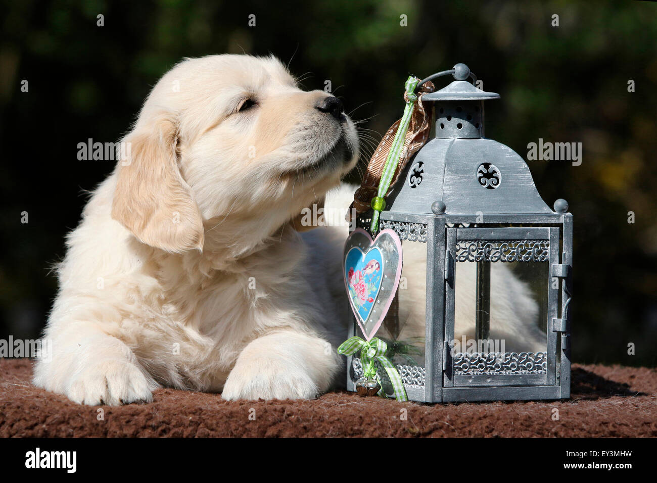 Golden Retriever. Puppy Lino (8 weeks old) lying next to a lantern. Germany Stock Photo