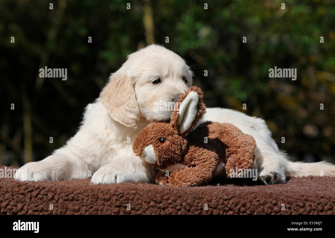 Golden Retriever. Puppy Lino (8 weeks old) lying next to a toy rabbit. Germany Stock Photo