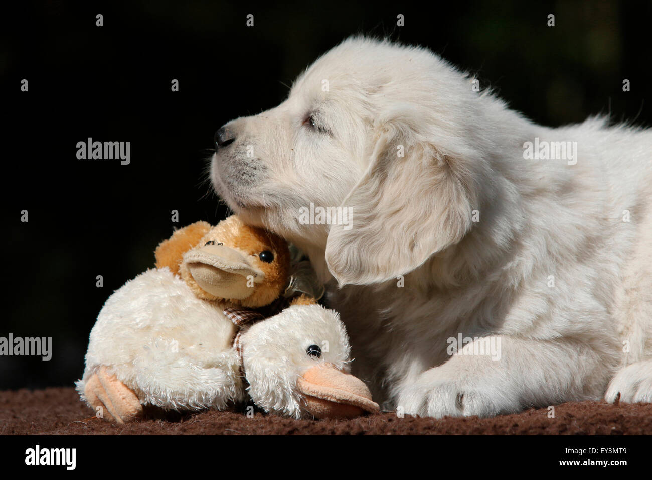 Golden Retriever. Puppy Lino (8 weeks old) lying on plush ducks. Germany Stock Photo