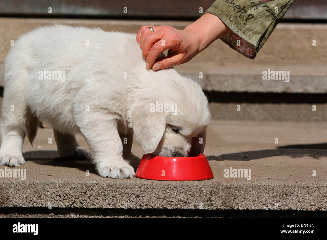 Golden Retriever. Puppy Lino (8 weeks old) eating from a red feeding bowl while being petted. Germany Stock Photo