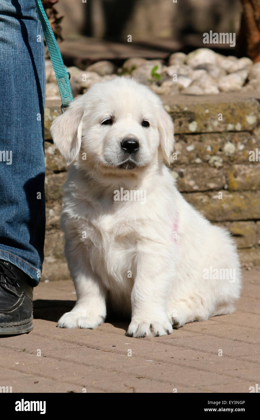 Golden Retriever. Puppy Lino (8 weeks old) learning to walk at lash. Germany Stock Photo