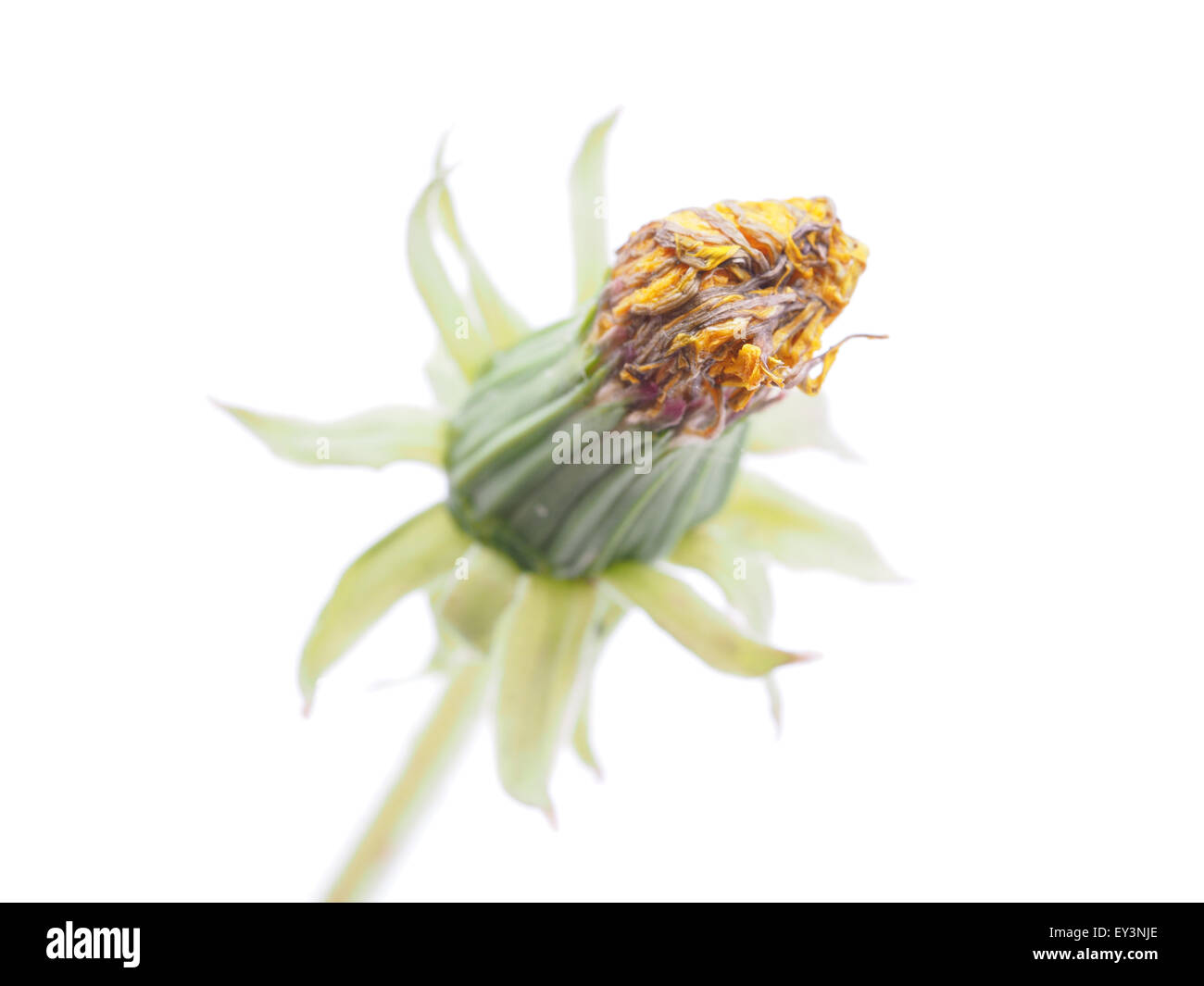 Bud dandelion isolated on a white background Stock Photo