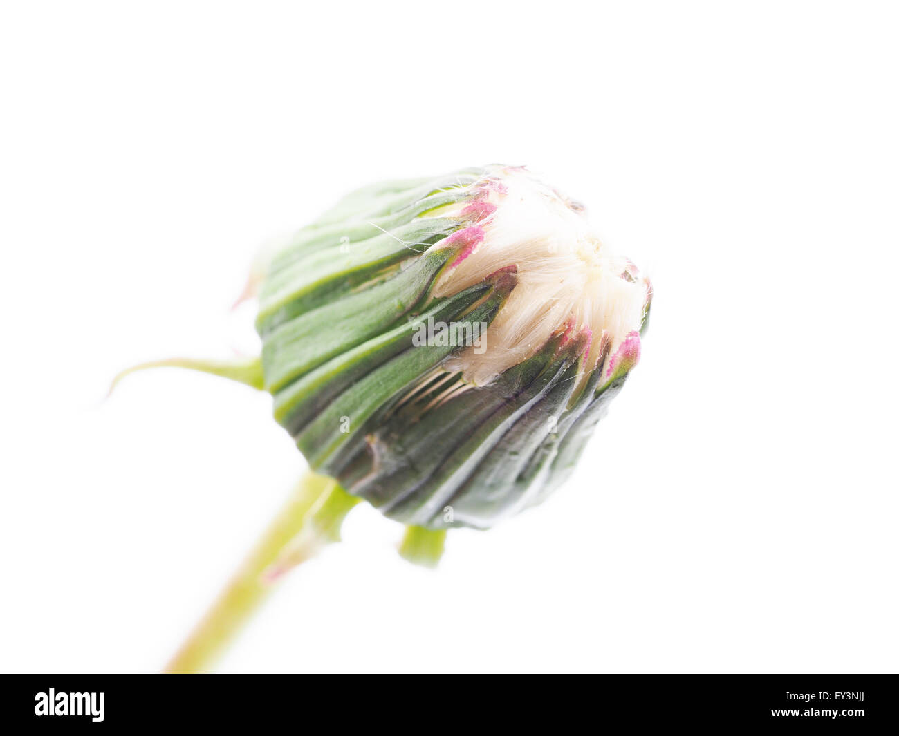 Bud dandelion isolated on a white background Stock Photo