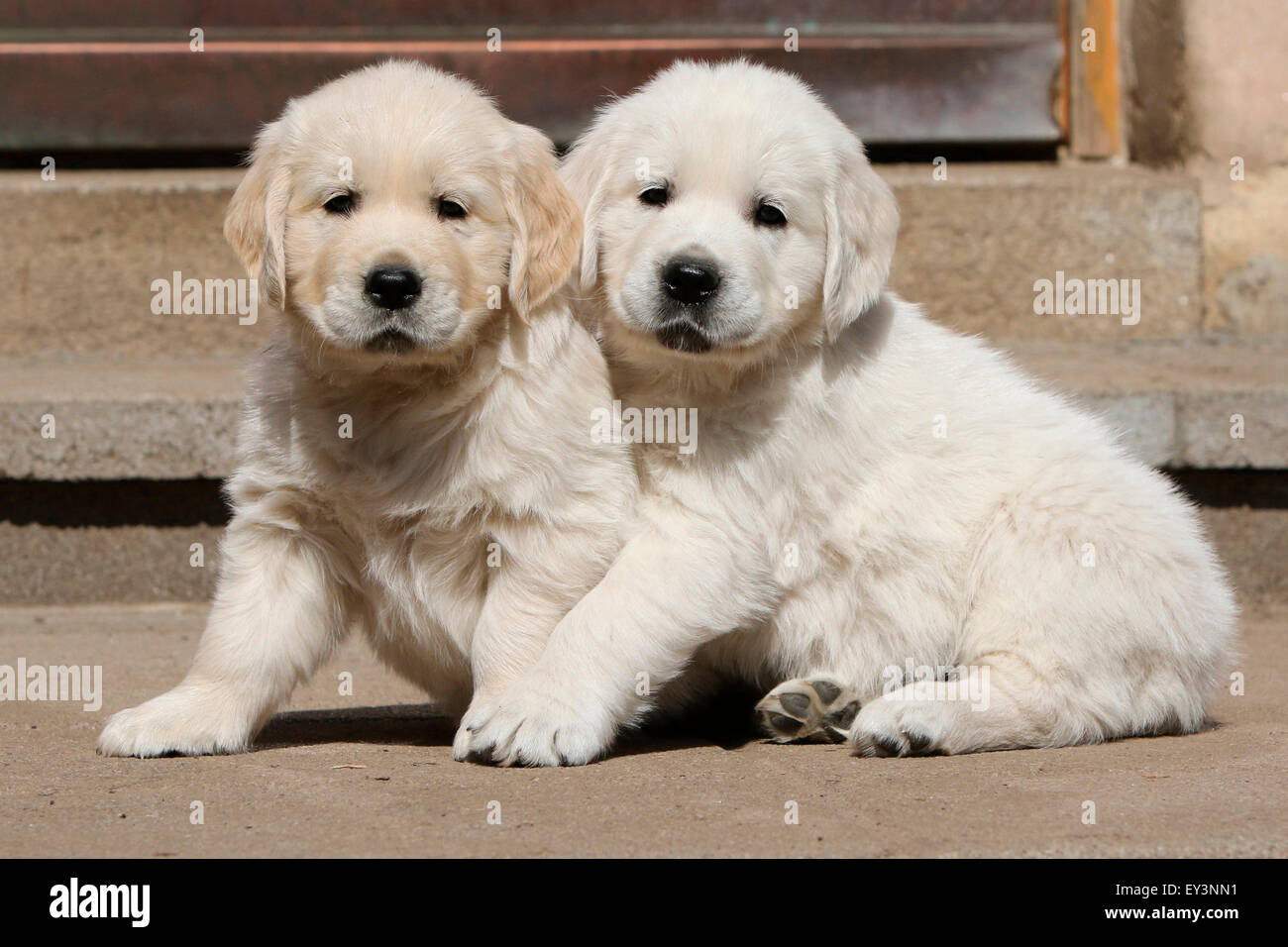 Golden Retriever. Brothers Tom and Lino (8 weeks old) sitting next to each other. Germany Stock Photo