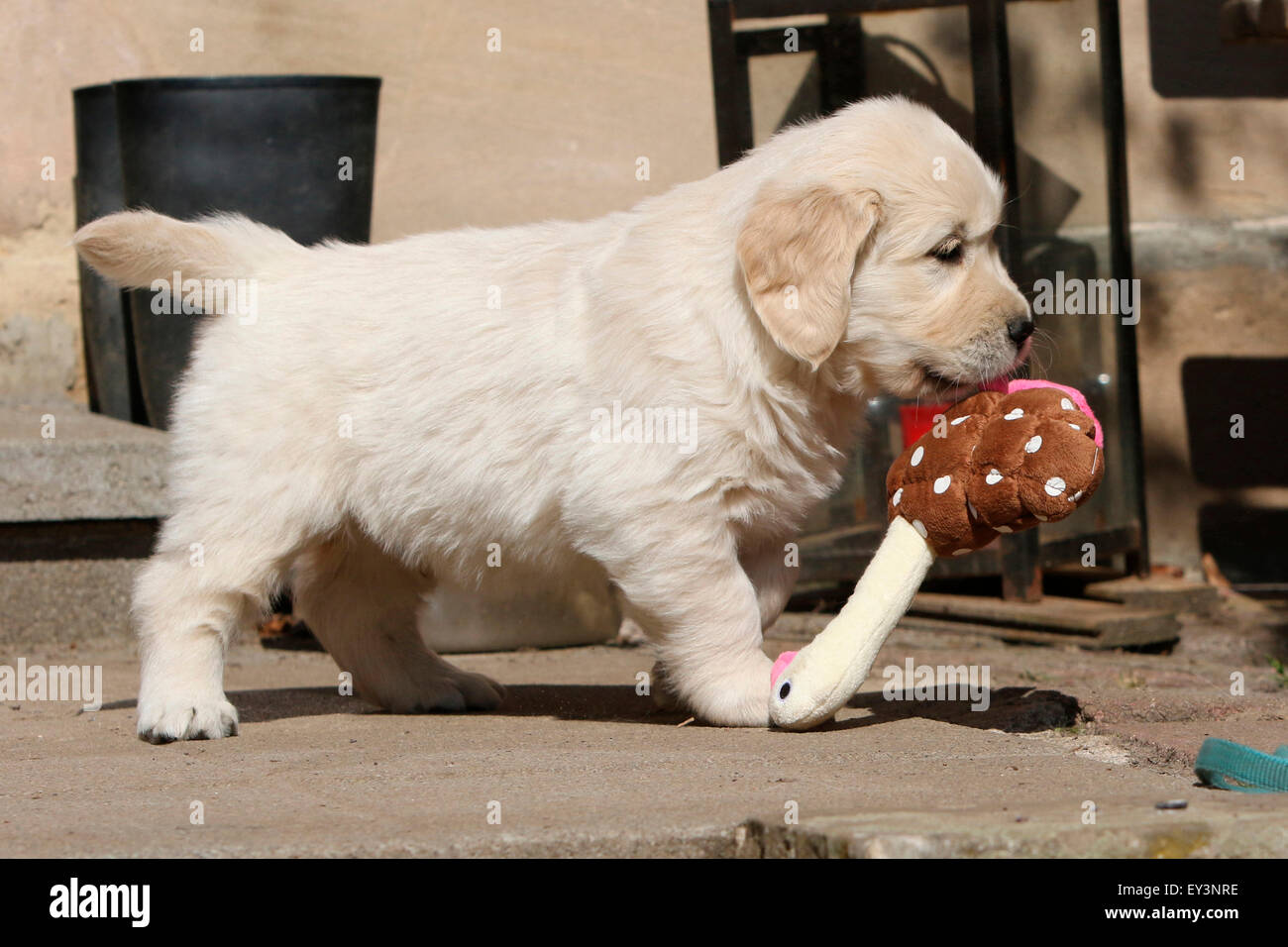 Golden Retriever. Puppy Tom (8 weeks old) fetching a toy. Germany Stock Photo