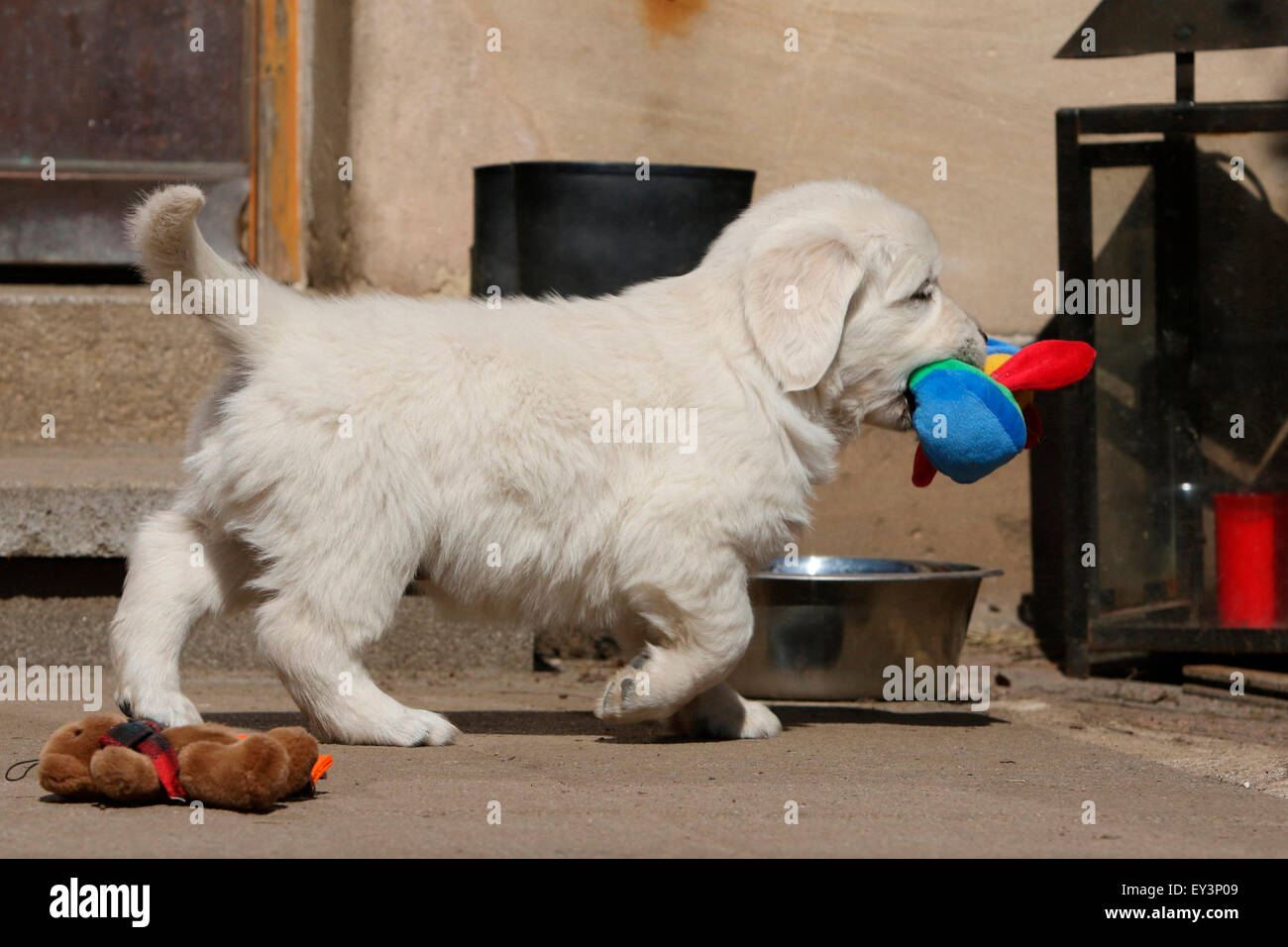 Golden Retriever. Puppy Lino (8 weeks old) fetching a toy. Germany Stock Photo