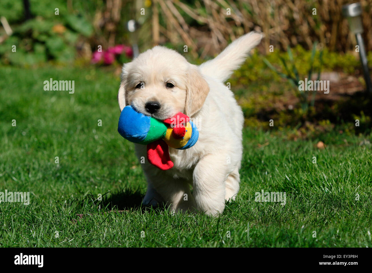 Golden Retriever. Puppy Tom (8 weeks old) fetching a toy. Germany Stock Photo